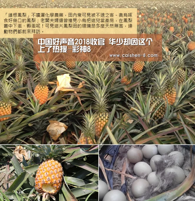 彩神8官网